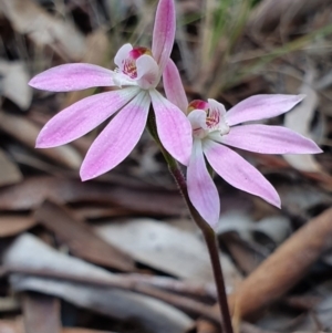 Caladenia carnea at Kaleen, ACT - 12 Oct 2019