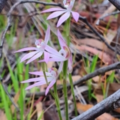 Caladenia carnea (Pink Fingers) at Kaleen, ACT - 12 Oct 2019 by AaronClausen