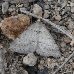 Taxeotis exsectaria (Ochre-headed Taxeotis) at Theodore, ACT - 12 Oct 2019 by owenh