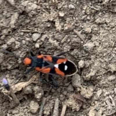 Melanerythrus mactans (A seed bug) at Weston, ACT - 12 Oct 2019 by AliceH