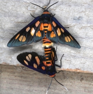 Amata nigriceps at Rosedale, NSW - 10 Oct 2019