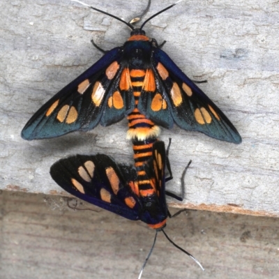 Amata nigriceps (A Handmaiden moth) at Rosedale, NSW - 10 Oct 2019 by jb2602