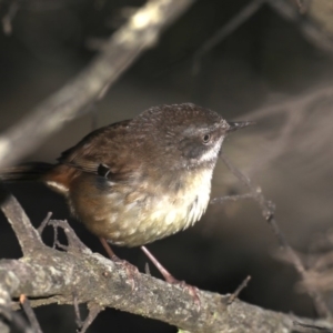 Sericornis frontalis at Guerilla Bay, NSW - 10 Oct 2019