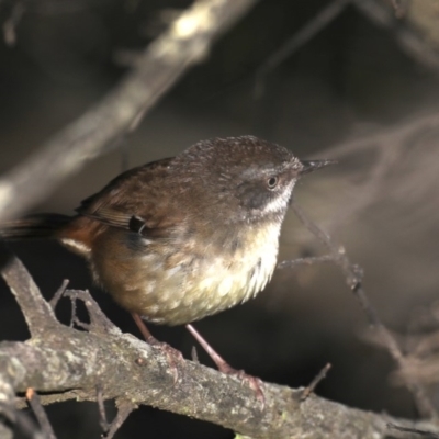 Sericornis frontalis (White-browed Scrubwren) at Guerilla Bay, NSW - 10 Oct 2019 by jb2602