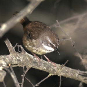 Sericornis frontalis at Guerilla Bay, NSW - 10 Oct 2019