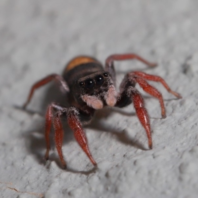 Apricia jovialis (Jovial jumping spider) at Hackett, ACT - 3 Oct 2019 by TimL