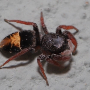 Apricia jovialis at Hackett, ACT - 3 Oct 2019 11:31 AM