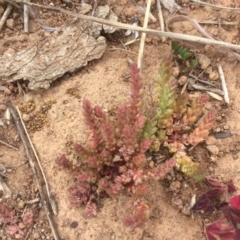 Crassula sieberiana (Austral Stonecrop) at Griffith, ACT - 12 Sep 2019 by AlexKirk