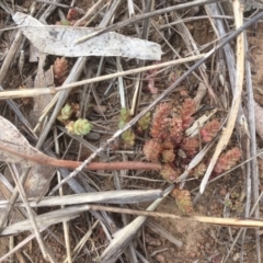 Crassula sieberiana at Griffith, ACT - 12 Sep 2019