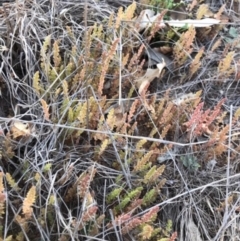 Crassula sieberiana at Griffith, ACT - 12 Sep 2019 11:05 AM