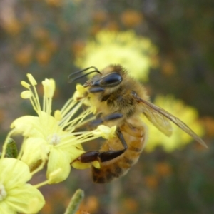 Apis mellifera at Aranda, ACT - 2 Sep 2015