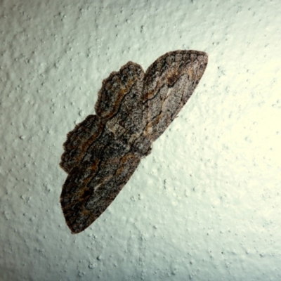 Ectropis excursaria (Common Bark Moth) at Aranda, ACT - 7 Jul 2015 by JanetRussell