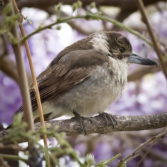 Cracticus torquatus (Grey Butcherbird) at Kambah, ACT - 11 Oct 2019 by Marthijn
