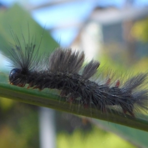 Orgyia anartoides at Aranda, ACT - 11 Sep 2015 02:17 PM