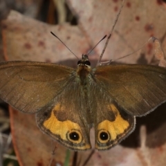 Hypocysta metirius (Brown Ringlet) at Guerilla Bay, NSW - 9 Oct 2019 by jb2602