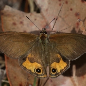 Hypocysta metirius at Guerilla Bay, NSW - 9 Oct 2019 03:25 PM