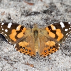 Vanessa kershawi (Australian Painted Lady) at Broulee, NSW - 9 Oct 2019 by jb2602