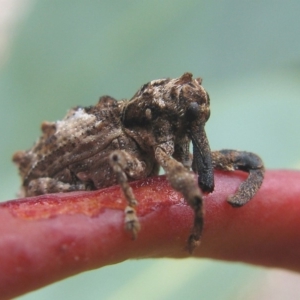 Orthorhinus klugii at Hackett, ACT - 5 Oct 2019