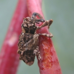 Orthorhinus klugii at Hackett, ACT - 5 Oct 2019