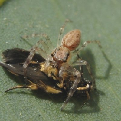 Helpis minitabunda (Threatening jumping spider) at Hackett, ACT - 4 Oct 2019 by TimL