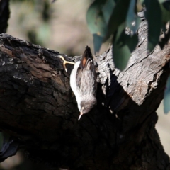 Daphoenositta chrysoptera (Varied Sittella) at Jerrabomberra, NSW - 12 Oct 2019 by Wandiyali