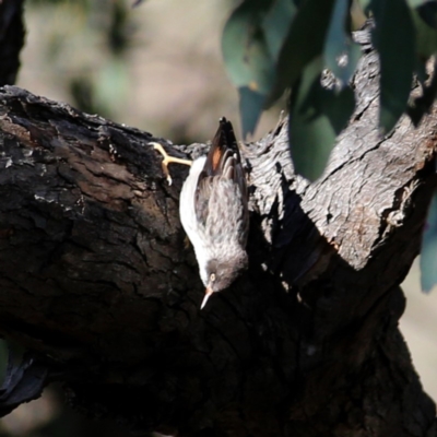 Daphoenositta chrysoptera (Varied Sittella) at Wandiyali-Environa Conservation Area - 12 Oct 2019 by Wandiyali