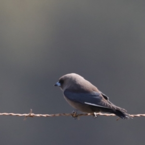 Artamus cyanopterus at Moruya, NSW - 9 Oct 2019