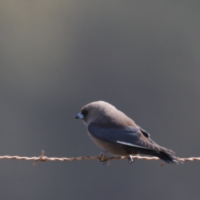 Artamus cyanopterus cyanopterus (Dusky Woodswallow) at Broulee Moruya Nature Observation Area - 9 Oct 2019 by jb2602