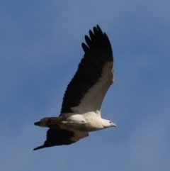 Haliaeetus leucogaster (White-bellied Sea-Eagle) at Broulee, NSW - 9 Oct 2019 by jb2602