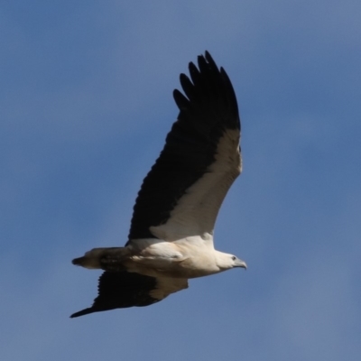 Haliaeetus leucogaster (White-bellied Sea-Eagle) at Broulee, NSW - 9 Oct 2019 by jbromilow50