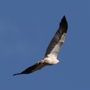 Haliaeetus leucogaster at Broulee, NSW - 9 Oct 2019