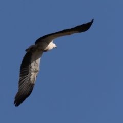 Haliaeetus leucogaster at Broulee, NSW - 9 Oct 2019