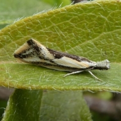 Thema macroscia (A concealer moth) at Kambah, ACT - 12 Oct 2019 by HarveyPerkins