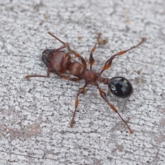 Podomyrma gratiosa (Muscleman tree ant) at Hackett, ACT - 13 Oct 2019 by David