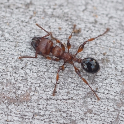 Podomyrma gratiosa (Muscleman tree ant) at Black Mountain - 12 Oct 2019 by David