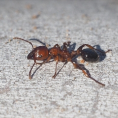 Podomyrma gratiosa at Hackett, ACT - 13 Oct 2019