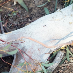 Podomyrma gratiosa at Hackett, ACT - 13 Oct 2019