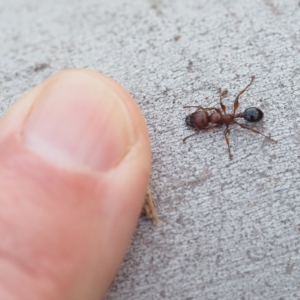 Podomyrma gratiosa at Hackett, ACT - 13 Oct 2019