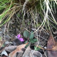 Viola betonicifolia (Mountain Violet) at Rendezvous Creek, ACT - 12 Oct 2019 by W
