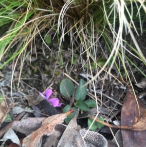Viola betonicifolia at Rendezvous Creek, ACT - 12 Oct 2019