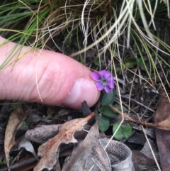 Viola betonicifolia at Rendezvous Creek, ACT - 12 Oct 2019 11:56 AM