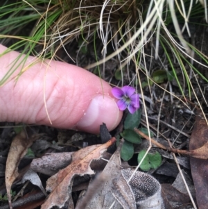 Viola betonicifolia at Rendezvous Creek, ACT - 12 Oct 2019