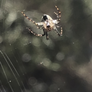 Hortophora sp. (genus) at Aranda, ACT - 13 Oct 2019 11:21 AM