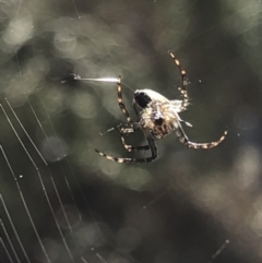 Hortophora sp. (genus) at Aranda, ACT - 13 Oct 2019 11:21 AM