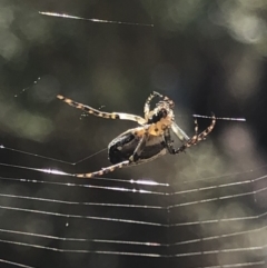 Hortophora sp. (genus) at Aranda, ACT - 13 Oct 2019