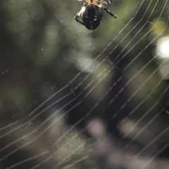 Hortophora sp. (genus) at Aranda, ACT - 13 Oct 2019 11:21 AM