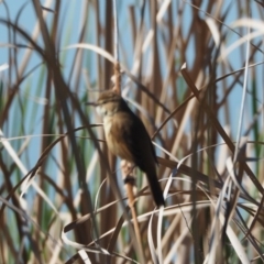 Acrocephalus australis (Australian Reed-Warbler) at Lake Ginninderra - 12 Oct 2019 by wombey