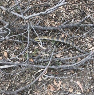 Tiliqua scincoides scincoides (Eastern Blue-tongue) at Bungendore, NSW - 13 Oct 2019 by yellowboxwoodland