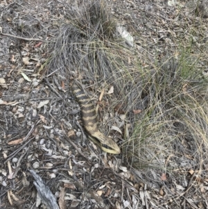 Tiliqua scincoides scincoides at Bungendore, NSW - 13 Oct 2019