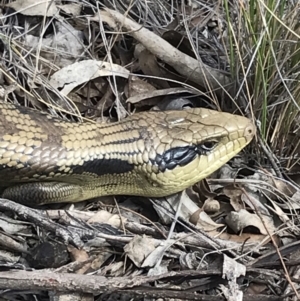 Tiliqua scincoides scincoides at Bungendore, NSW - 13 Oct 2019